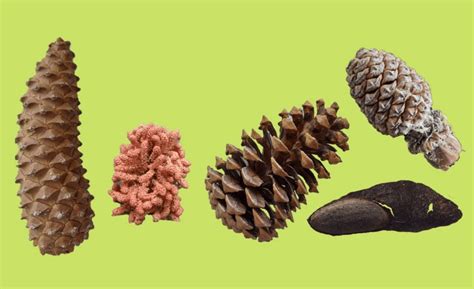 pinecone einloggen.